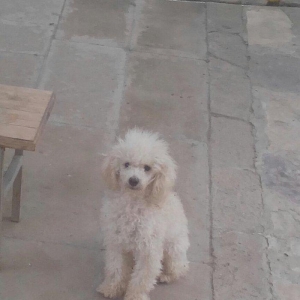 Diqqetle oxuyun sonra zeng edin,,,,erkek pudel cut vurmaq uçun cox tec