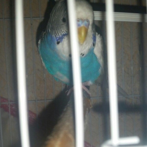 Tecili cox gozel renglere malik hazir qizqin cavan cutluk satilir yuva