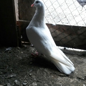 Tam sağlam uçan quslardi 6/7/8saat erkey 16tuk maya 14tuk lut ayaq boş