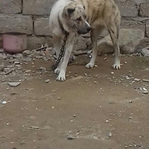 oz itimdir butun peyventleri vaxti vaxtinda vurulu