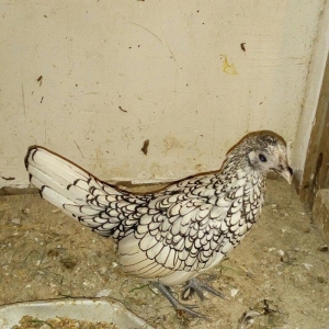 Sağlam Temiz Qan Gümüsü Zibrayit Feresi Satır