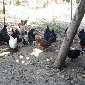 15 eded qarisiq dekirativ toyuqlardi. 2 minokra,1 ag papaq,2 feniks,3