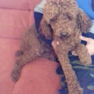 pudel satılır 1 yaşı var tam sağlamdI pasport