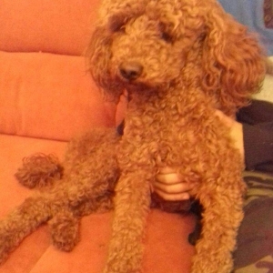 pudel satılır 1 yaşı var tam sağlamdI pasportu var bütün vaksinləri vu