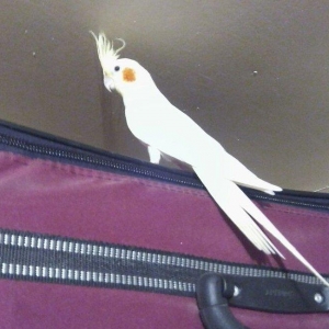 Tutu qushu satlir 60 azn cinsi dishi qefesi ile bi