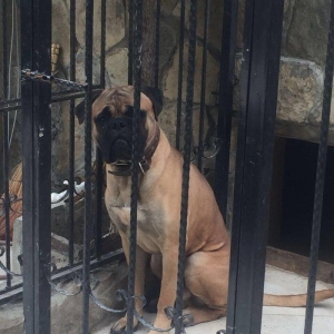 Bullmastiff bulmassiv 1 yawinda erkek ukraynadan getizdirilib her bir