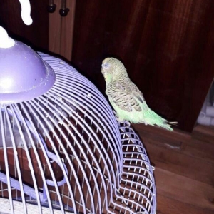 papuqay qusu qefesle birlikde. evde saxlanilir gezib oz qefesine qayid