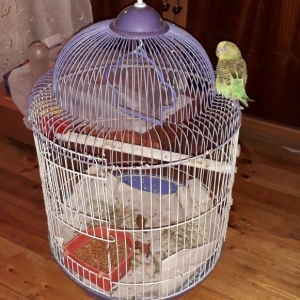 papuqay qusu qefesle birlikde. evde saxlanilir gezib oz qefesine qayid