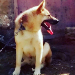 Malamud avcarkasi 9 ayliq herbir tedavusu gorunub peyvendi olub.heddin