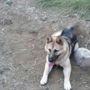 Malamud avcarkasi 9 ayliq herbir tedavusu gorunub peyvendi olub.heddin