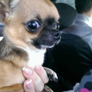 Chihuahua satılır erkək 1 yaşında. Super mini