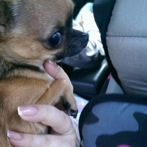 Chihuahua satılır erkək 1 yaşında. Super mini! çəkisi 1kg 200gr. Artım