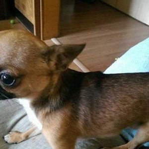 Chihuahua satılır erkək 1 yaşında. Super mini! çəkisi 1kg 200gr. Artım