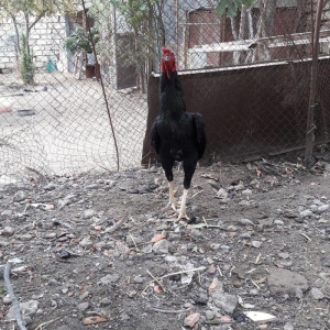 Ela cins heyrati cuceleri fereleri xoruzlari beceleri ve satiram.