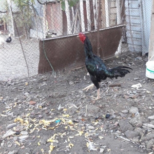 Ela cins heyrati cuceleri fereleri xoruzlari beceleri ve satiram.