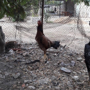 Ela cins heyrati cuceleri fereleri xoruzlari beceleri ve satiram.