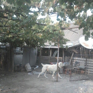 Temiz alabay satilir istyen varsa  nomresiyle elaqe saxlasin doyuwu va