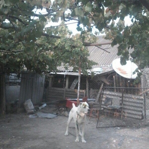 Temiz alabay satilir istyen varsa  nomresiyle elaqe saxlasin doyuwu va