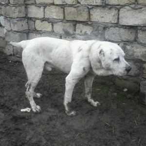 Temiz alabay satilir istyen varsa  nomresiyle elaqe saxlasin doyuwu va