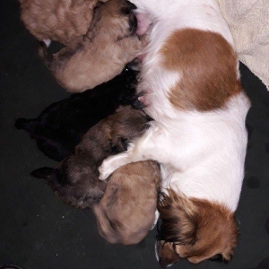 satilir balalar erkeyi şpic dişisi pikines olub. qiymet razilasma yolu