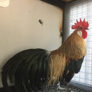 Feniks Tek xoruz 9 aylığ vaksini ve qurt derman