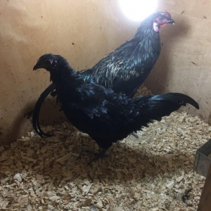 Sumatra bir cüt 150 azn bütün vaksinleri vurulub 8-9 ay fere yumurtayı