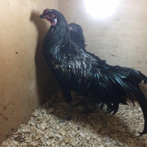 Sumatra bir cüt 150 azn bütün vaksinleri vurulub 8-9 ay fere yumurtayı