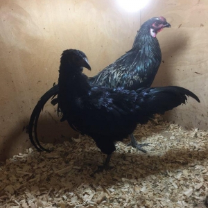 Sumatra bir cüt 150 azn bütün vaksinleri vurulub 8-9 ay fere yumurtayı