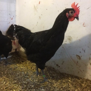 Avstrolop xoruzu 6 ay vaksinleri vurulub, 3 xoruzd