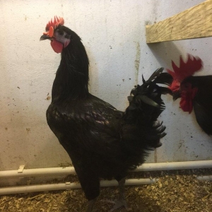 Avstrolop xoruzu 6 ay vaksinleri vurulub, 3 xoruzdur dava eddiklerine