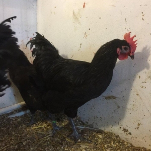 Avstrolop xoruzu 6 ay vaksinleri vurulub, 3 xoruzdur dava eddiklerine