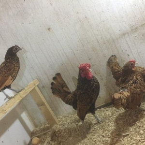 Sibrayt qızılı3 fere 1 xoruz vaksin , çiçeke qarşı , qurt v.s dermanl