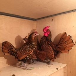 Dekorativ quşlar sibrayt gümüş ve qızıl, sumatra boz ve qara, şabo, ay