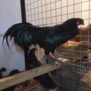 Dekorativ quşlar sibrayt gümüş ve qızıl, sumatra boz ve qara, şabo, ay