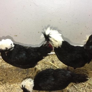 Dekorativ quşlar sibrayt gümüş ve qızıl, sumatra boz ve qara, şabo, ay