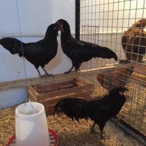 Dekorativ quşlar sibrayt gümüş ve qızıl, sumatra boz ve qara, şabo, ay