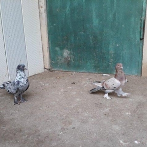 16 tuk ebrewler ata analari 18 19 tuklerdi tecili pul lazim oldugu ucu