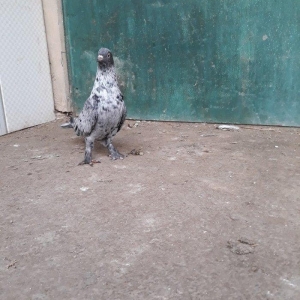 16 tuk ebrewler ata analari 18 19 tuklerdi tecili pul lazim oldugu ucu