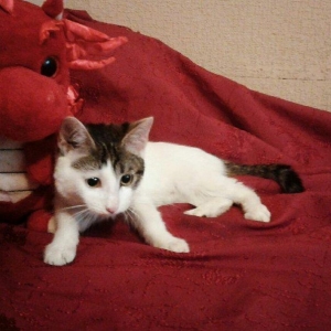 Домашняя здоровая девочкa бесплатно. Пишите на whatsap и скидывайте на