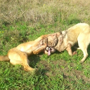 10 ayliq temiz coban iti balasi 69 sm boyu 35 kg ceksi fikri cidi olan