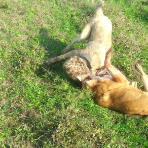 10 ayliq temiz coban iti balasi 69 sm boyu 35 kg ceksi fikri cidi olan