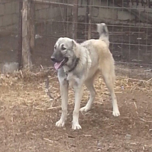 10 ayliq temiz coban iti balasi 69 sm boyu 35 kg ceksi fikri cidi olan