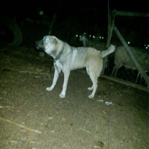 10 ayliq temiz coban iti balasi 69 sm boyu 35 kg ceksi fikri cidi olan