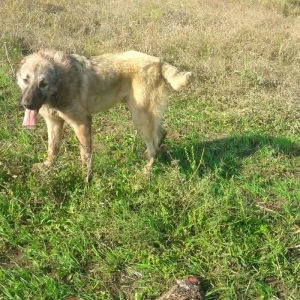 10 ayliq temiz coban iti balasi 69 sm boyu 35 kg ceksi fikri cidi olan
