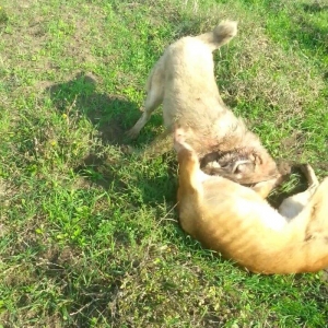 10 ayliq temiz coban iti balasi 69 sm boyu 35 kg ceksi fikri cidi olan