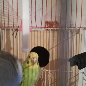 Tecili cox gozel renglere malik qizqin cavan cutluk satilir yuva hazir