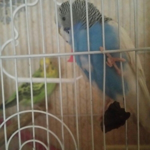 Tecili cox gozel renglere malik qizqin cavan cutluk satilir yuva hazir