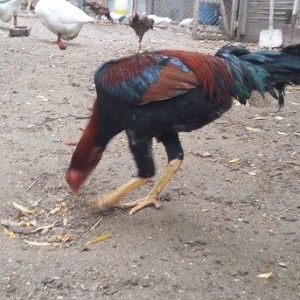 Heratı  xoruz  7 aylıqdı  təmiz qandı  çox  isulludu  meydan  üçündü