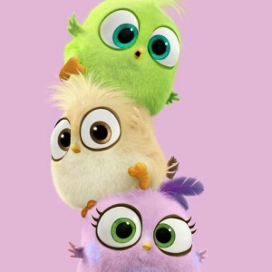 Tecili cox gozel renglere malik hazir cavan cutluk satilir yuva hazirl