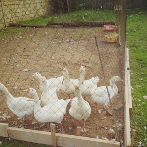 Qubanov sortu 7 ededine 250 azn tecili satilir.bax